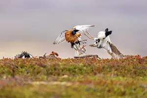 Rival Prints: Two Ruff (Philomachus pugnax) males