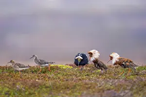 Lekking Prints: Three Ruff (Philomachus pugnax) males displaying on lek