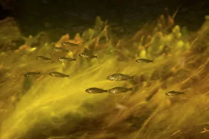 Ruffe (Gymnocephalus cernua) shoal, Danube Delta, Romania, June