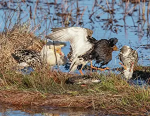 Reproduction Prints: Four Ruffs (Calidris pugnax) on the main lek