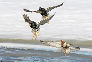 Reproduction Prints: Three Ruffs (Calidris pugnax) male, flying in to join the lek, Pokka, Finnish Lapland. May