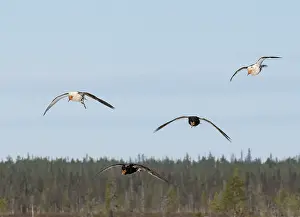 Reproduction Prints: Four Ruffs (Calidris pugnax) male, flying in to join the lek, Pokka, Finnish Lapland. May