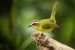 Colombia Prints: Rufous-capped warbler (Basileuterus rufifrons) portrait