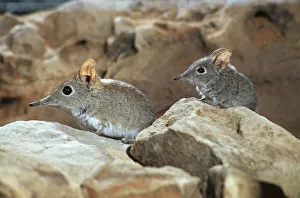 Rufous elephant shrews (Elephantulus rufescens) Botswana