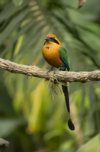 Rufous motmot (Baryphthengus martii) perched on branch. Rancho Naturalista, Cartago