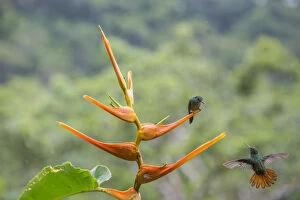 Rufous-tailed hummingbird (Amazilia tzacatl) territorial fighting around Heliconia flower
