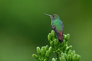 Asparagaceae Prints: Rufous-tailed hummingbird (Amazilia tzacatl) perched on the flower buds of an Agave plant