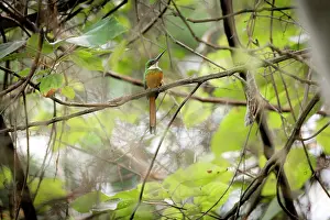 Colombia Prints: Rufous-tailed jacamar (Galbula ruficauda) perched on branch