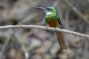 Iridescence Prints: Rufous-tailed jacamar (Galbula ruficauda) perched on branch