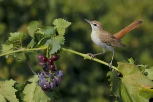 Chat Thrush Prints: Rufous-tailed scrub robin (Cercotrichas galactotes) perched on grape vine