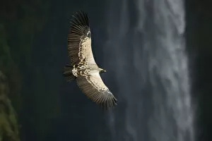 Ruppells griffon vulture (Gyps rueppellii) flying over Jinbar waterfall