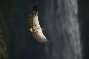 Gyps Prints: Ruppells griffon vulture (Gyps rueppellii) flying over Jinbar waterfall