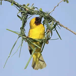 Ruppells weaver (Ploceus galbula) male building nest, Oman, May
