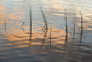 Rushes reflected in water at dawn, Scotland, UK, September