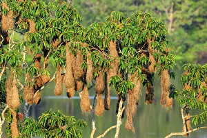 Ecuador Prints: Russet-backed oropendola (Psarocolius angustifrons) nest colony hanging in tree along the Napo River