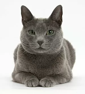 Images Dated 18th July 2012: Russian Blue female cat with green eyes