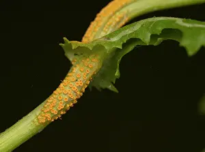 Indoors Prints: Rust fungus (Puccinia lagenophorae) growing on Groundsel (Senecio vulgaris) on black background