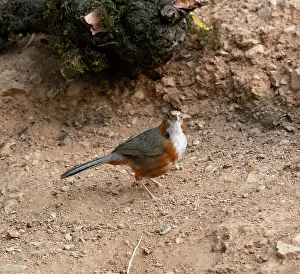 Uttarakhand Prints: Rusty-cheeked scimitar babbler (Erythrogenys erythrogenys) standing on the ground