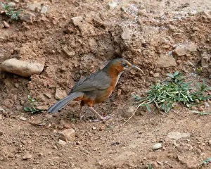 Uttarakhand Prints: Rusty-cheeked scimitar babbler (Erythrogenys erythrogenys) standing on the ground