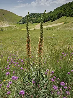Meadow Prints: Rusty foxglove (Digitalis ferruginea) in flower in limestone meadow
