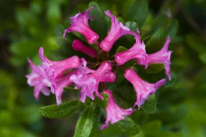 Rhododendron Prints: Rusty leaved alpenrose (Rhododendron ferrugineum) flower, Triglav National Park, Slovenia