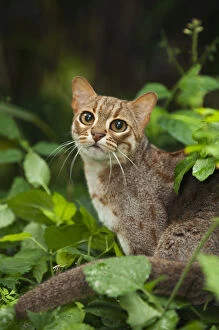 Rusty-spotted cat (Prionailurus rubininosus phillipsi) captive, occurs in Sri Lanka