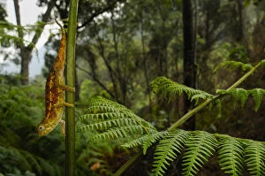 Ruwenzori side-striped chameleon, (Trioceros rudis), hanging from fern, Nyungwe Forest NP