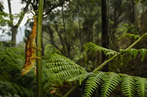 Images Dated 29th October 2019: Ruwenzori side-striped chameleon, (Trioceros rudis), hanging from fern, Nyungwe Forest NP