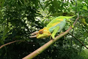 Lizard Prints: Rwenzori three-horned chameleon (Trioceros johnstoni) male