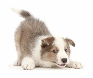 Sable-and-white Border Collie puppy, age 8 weeks, in play-bow