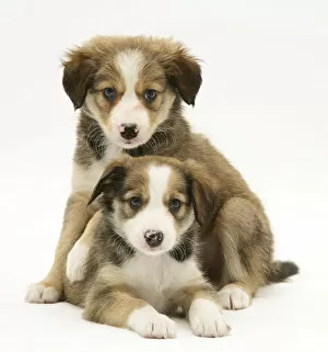 Animal Theme Gallery: Two Sable Border Collie puppies
