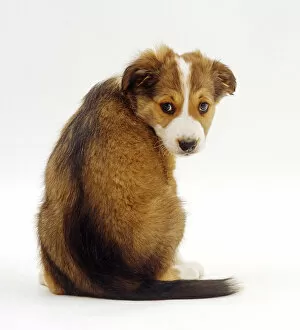 Animal Theme Gallery: Sable Border Collie puppy, 9 weeks, looking over his shoulder