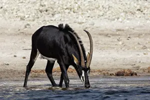 Antelope Prints: Sable (Hippotragus niger) male, drinking, Chobe National Park, Botswana