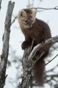 Russia Prints: Sable (Martes zibellina) in tree, Irkutsk, Siberia, Russia. November