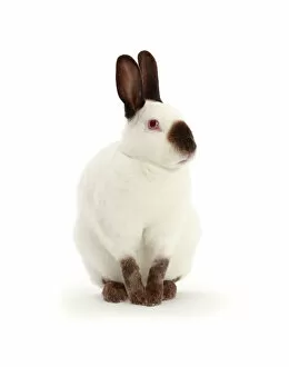 Sable-point rabbit, portrait