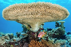 Acropora Coral Gallery: Sabre squirrelfish (Sargocentron spiniferum) sheltering beneath a large Table coral (Acropora sp)