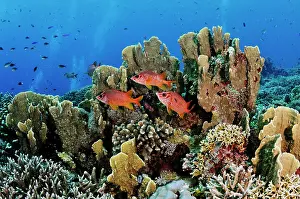 Blue Diesel Wrasse Prints: Three Sabre squirrelfish (Sargocentron spiniferum)