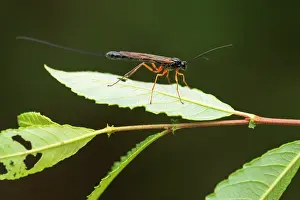Ichneumonidae Prints: Sabre wasp (Rhyssa persuasoria) resting on a leaf