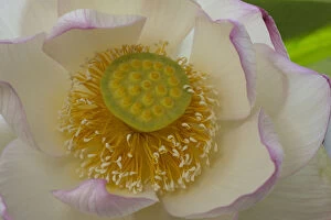 Sacred lotus (Nelumbo nucifera Charles Thomas ) flower. Cultivated in glasshouse