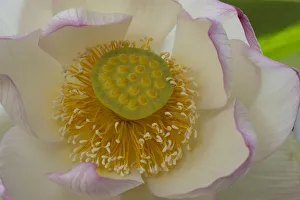 Heather Angel Prints: Sacred lotus (Nelumbo nucifera Charles Thomas ) flower. Cultivated in glasshouse