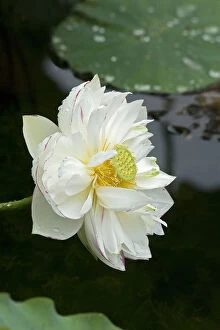 Sacred lotus (Nelumbo nucifera) flower with circular receptacle with raised stigmas