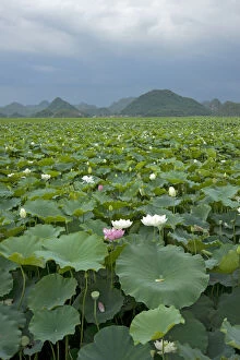 Heather Angel Collection: Sacred lotus (Nelumbo nucifera) flowering in Puzhehai Lake with peaks in background