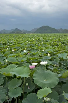 Nelumbonaceae Prints: Sacred lotus (Nelumbo nucifera) flowering in Puzhehai Lake with peaks in background