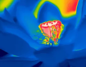 Nelumbonaceae Prints: Sacred lotus (Nelumbo nucifera) taken with infra-red thermograph camera