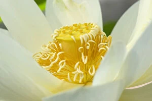 Sacred lotus (Nelumbo nucifera) in visible light. Cultivated in glasshouse, Surrey, England, UK