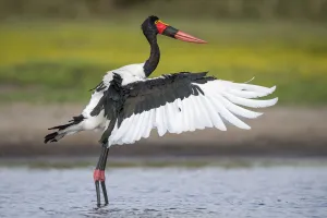 Saddle-billed stork (Ephippiorhynchus senegalensis) flapping wings after preening