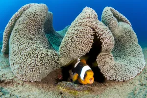 Anenome Fish Gallery: Saddleback anemonefish (Amphiprion polymnus) barks a warning as it guards a clutch of