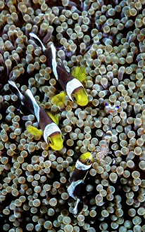 Crustracea Prints: Saddleback anemonefish (Amphiprion polymnus) and Yellow-spotted anemone shrimp (Ancylomenes luteomaculatus)