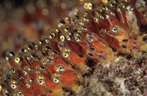 Clownfish Prints: Saddleback anemonefish (Amphiprion polymnus) eggs in their fourth day of development