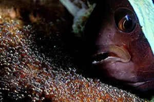 Clownfish Prints: Saddleback anemonefish (Amphiprion polymnus) guarding its eggs